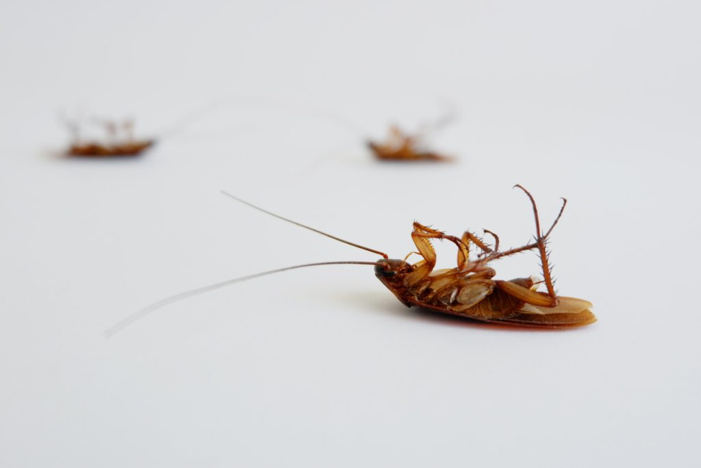 Cockroach isolated on white background.